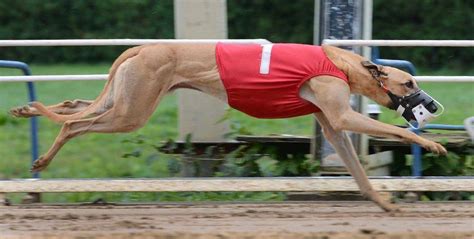 greyhound dog racing results|wheeling dog track results for today.